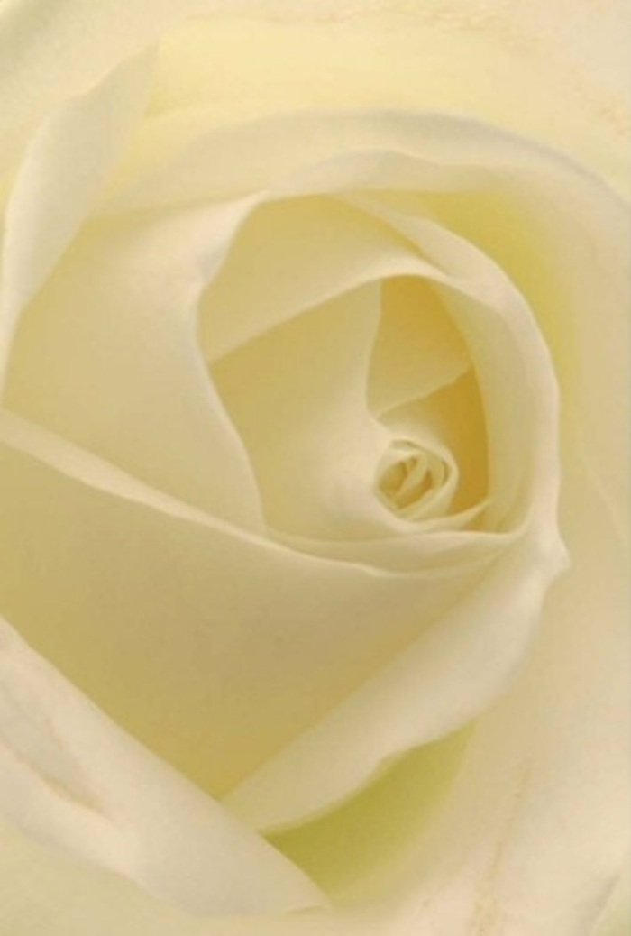 Viewed from a florist's close perspective in Surrey Quays, this classic white rose commands quiet attention with its harmonious interplay of soft, spiraled petals. Gentle gradations of white, cream, and the faintest trace of pale yellow fold together seamlessly, reflecting the tranquil light that so often graces waterside mornings along Canada Water. There's a hush to its presence-a serenity that combines both sophistication and vulnerability, perfectly suited for heartfelt occasions ranging from wedding celebrations to moments of sincere apology. The rose's core unfurls with exceptional symmetry, embodying purity and understated resilience, while its subtle shifts in texture-velvety inner petals and almost translucent edges-deliver a sense of depth and inner glow. One can almost catch the clean, fresh scent drifting through a welcoming home or local church hall. It's not just a flower; it's a testament to expert craftsmanship perfected by years of arranging bouquets for the Surrey Quays community. This rose is more than decoration: it's a conduit for emotion, an eloquent expression of everything from admiration to heartfelt support, its elegance making it a perennial favourite for those seeking to capture beauty and meaning in a single, timeless gesture.